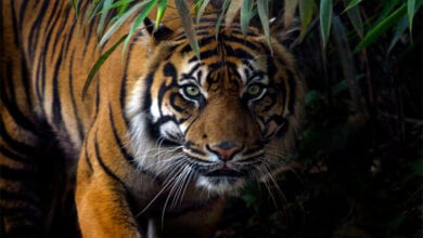 tiger-amravati-mandal