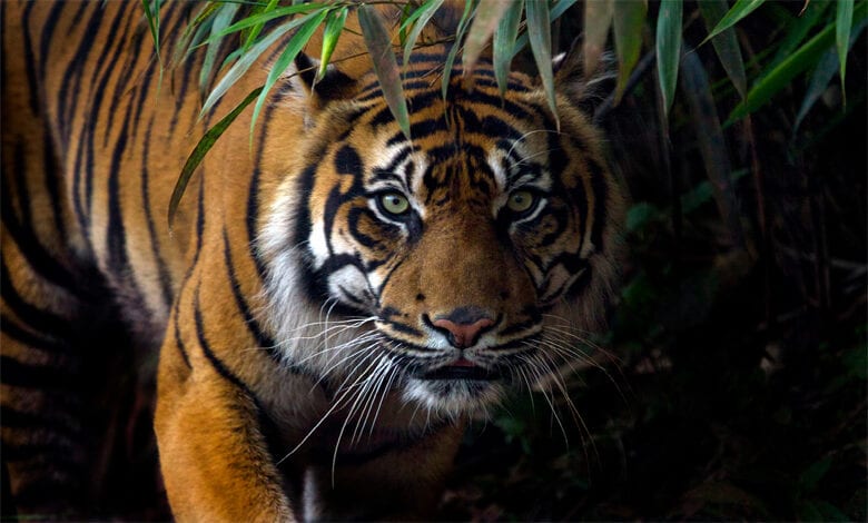 tiger-amravati-mandal