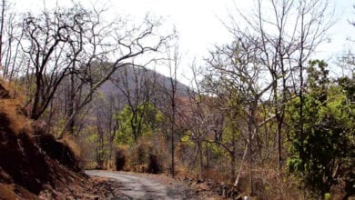 wildlife-amravati-mandal