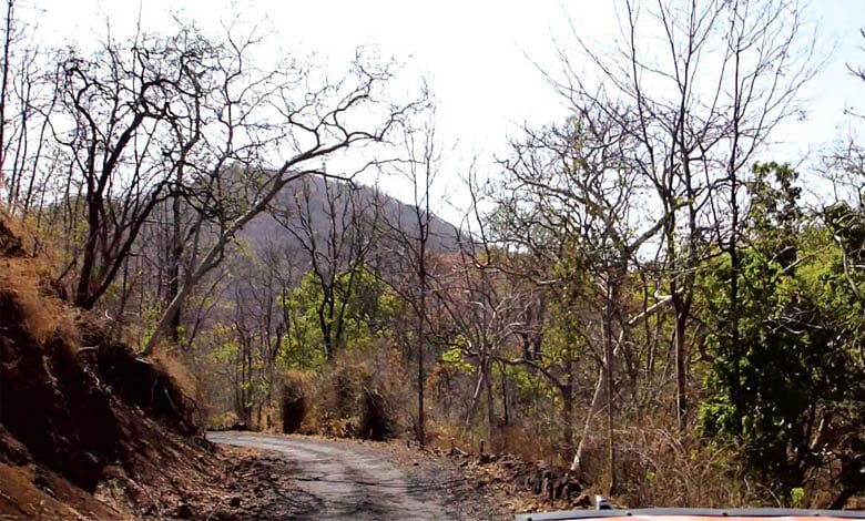 wildlife-amravati-mandal
