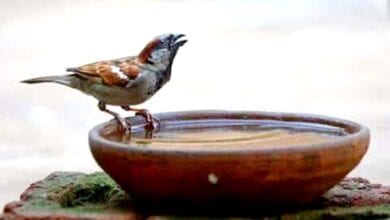 Birds-Water-Pot-amravati-mandal