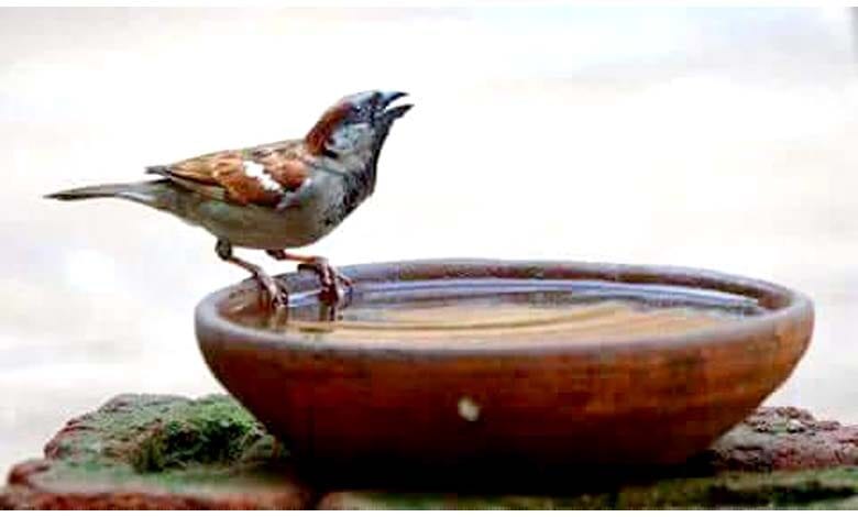 Birds-Water-Pot-amravati-mandal