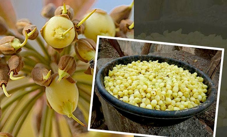 Mahua-Flower-amravati-mandal