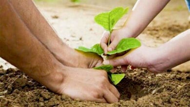 Environment-amravati-mandal