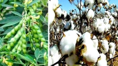 Kharif-Sowing-amravati-mandal