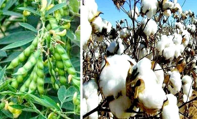 Kharif-Sowing-amravati-mandal