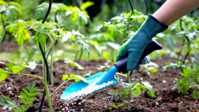 Fertilizers-amravati-mandal