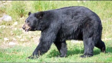 Bear-amravati-mandal