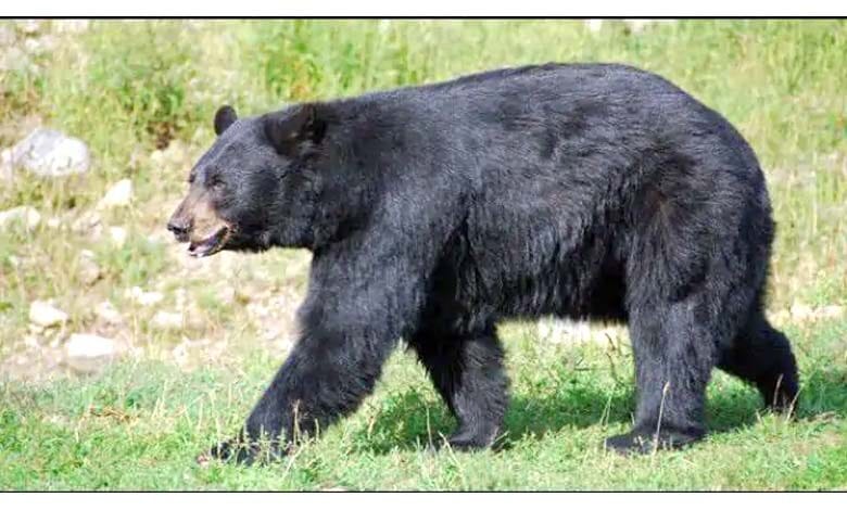 Bear-amravati-mandal