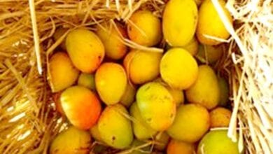 Mango-amravati-mandal