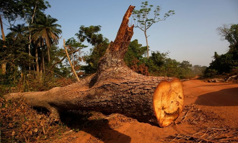 Cutting-Trees-Amravati-Mandal