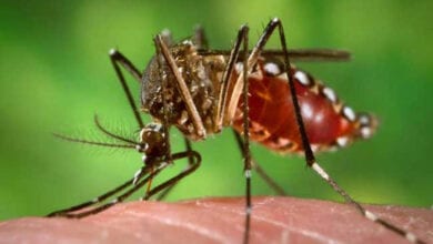 Dengue-Amravati-Mandal