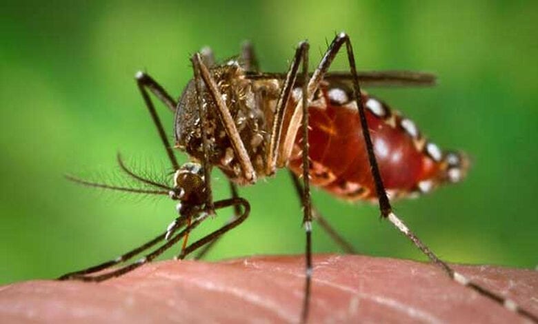 Dengue-Amravati-Mandal