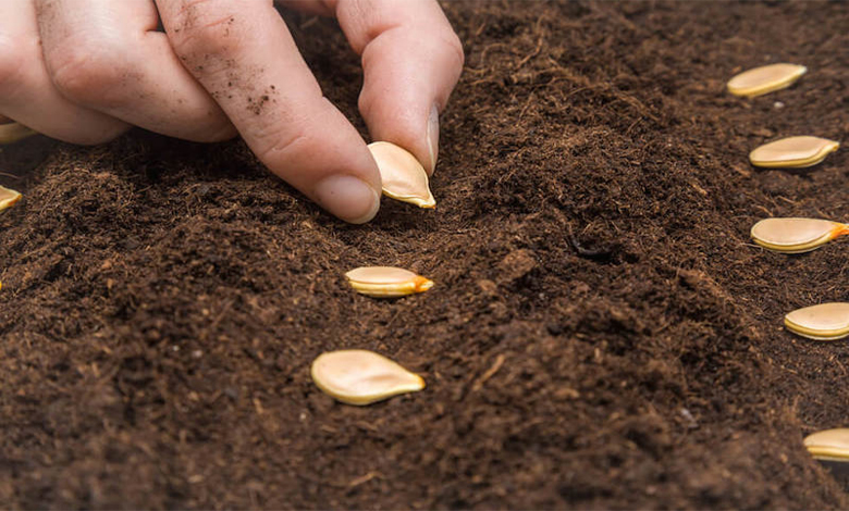 Fake-Seeds-Aravati-Mandal