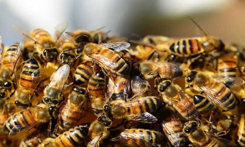 Madhumakkhi-Amravati-Mandal