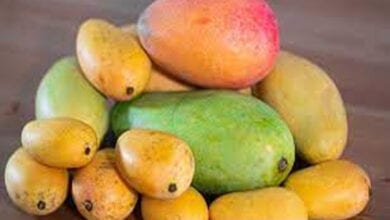 Mangos-Amravati-Mandal