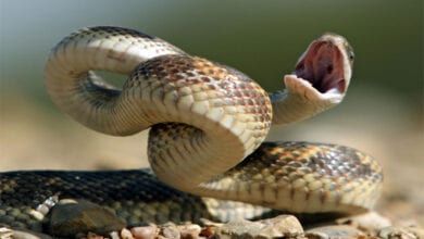 Snake-Amravati-Mandal