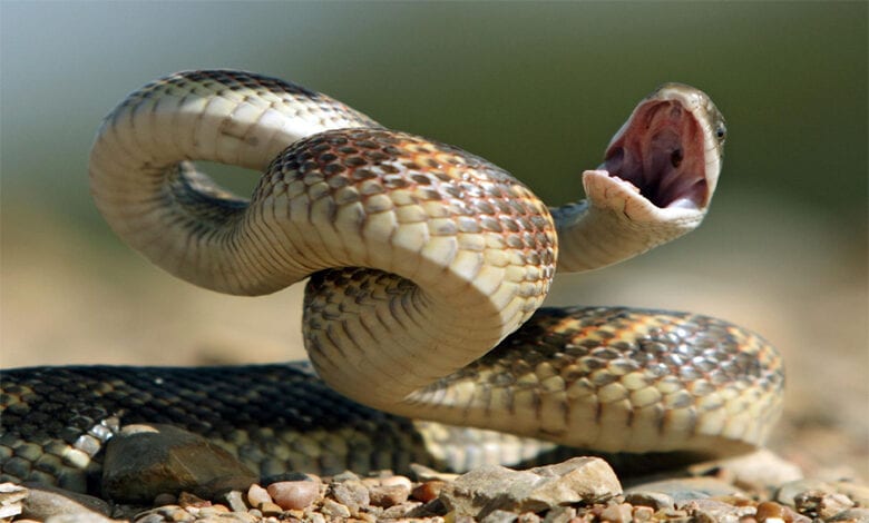 Snake-Amravati-Mandal