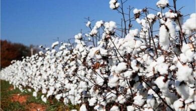 cotton-amravati-mandal