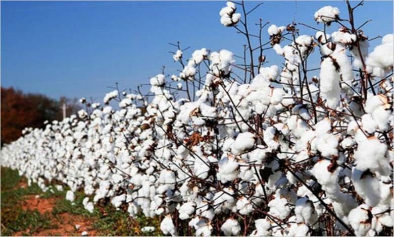 cotton-amravati-mandal