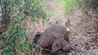 elephant-amravati-mandal