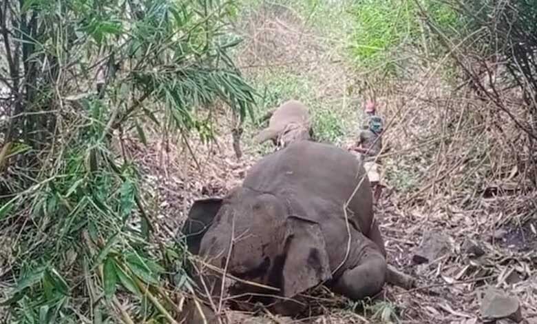elephant-amravati-mandal