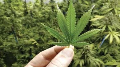 hemp-amravati-mandal