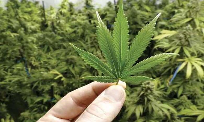 hemp-amravati-mandal