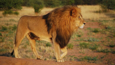 lion-amravati-mandal