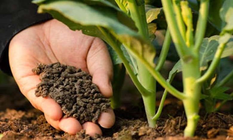 seed-amravati-manda