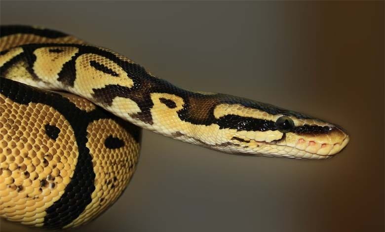 snake-amravati-mandal