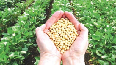 soyabean-amravati-mandal