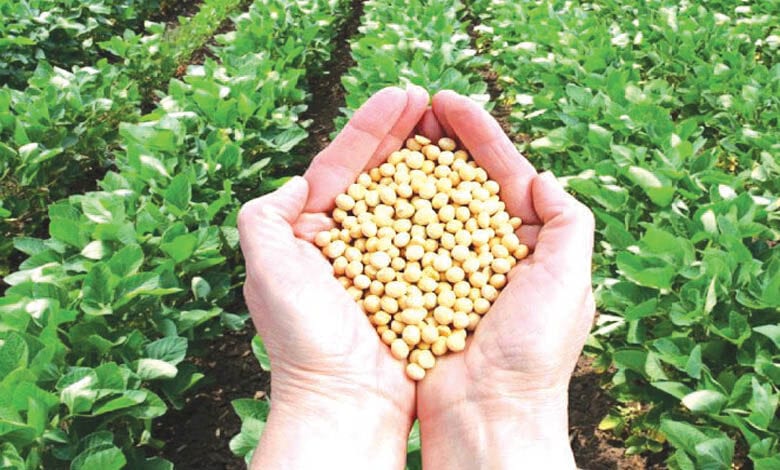 soyabean-amravati-mandal