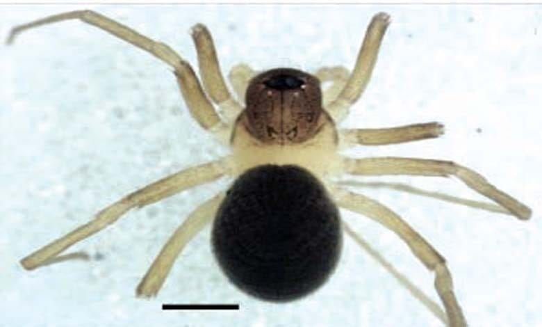 spider-amravati-mandal