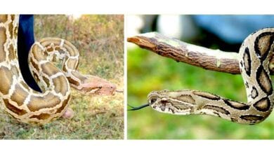 Snake-amravati-mandal