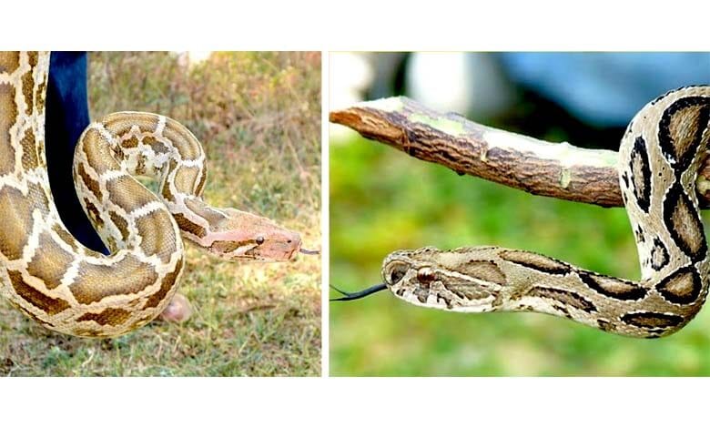 Snake-amravati-mandal