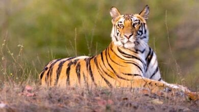 Tiger-amravati-mandal