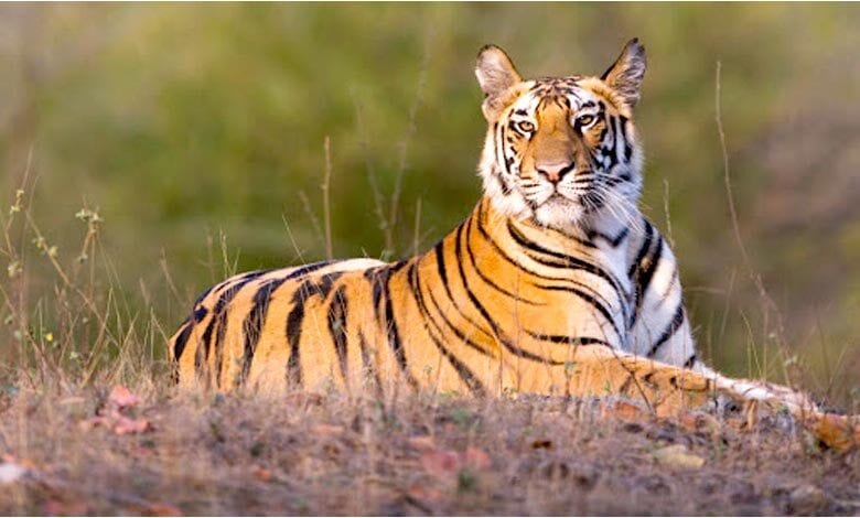 Tiger-amravati-mandal