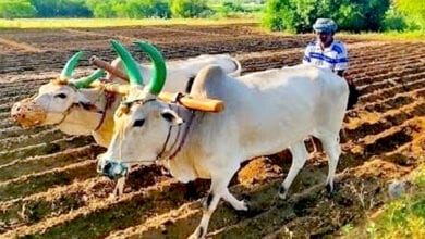 Sowing-amravati-mandal