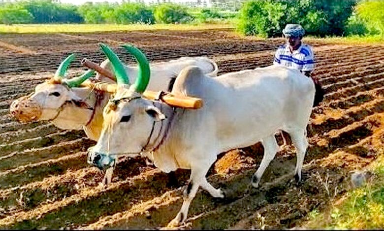 Sowing-amravati-mandal