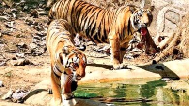Tiger-amravati-mandal