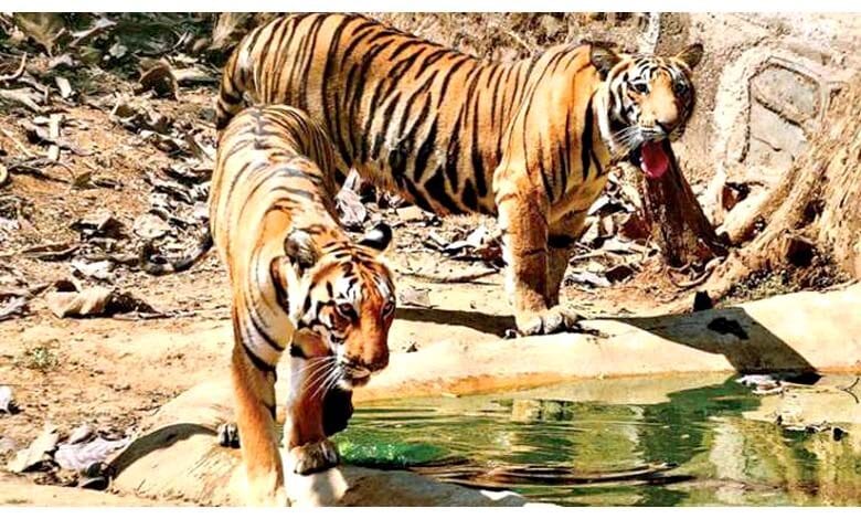 Tiger-amravati-mandal