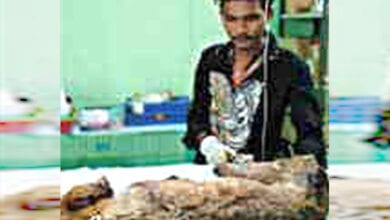 Dog-Serious-amravati-mandal