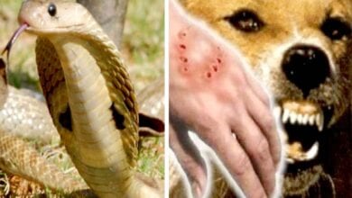 Snake-Bite-amravati-mandal