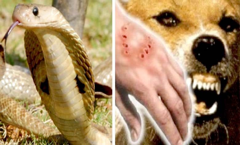 Snake-Bite-amravati-mandal