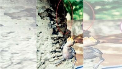 Baby-Birds-amravati-mandal