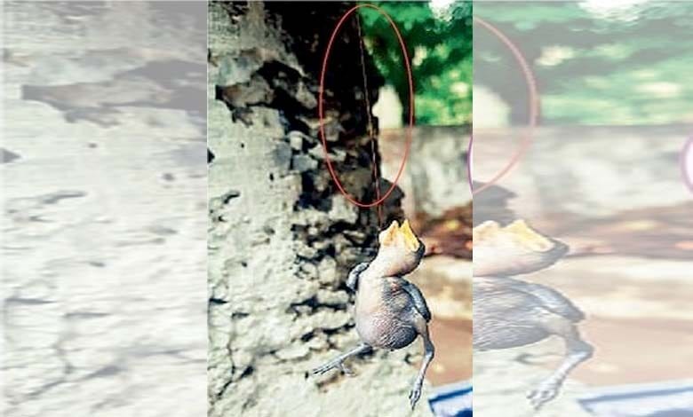 Baby-Birds-amravati-mandal
