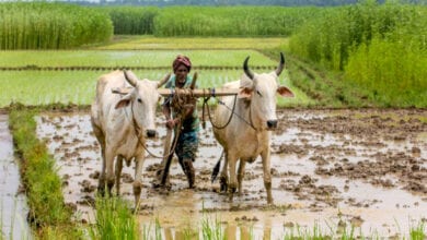 Farmer-Rainwater-amravati-mandal