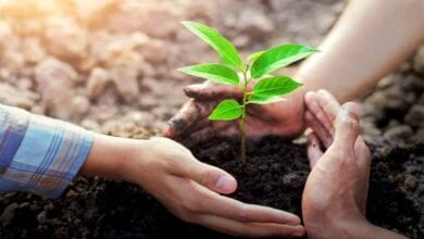 Tree-planting-campaign-amravati-mandal