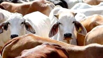 cows-smuggling-amravati-mandal
